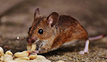 24 Hour & Emergency Exterminators in Antis, PA